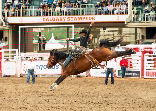 A Calgary Stampede Bucking Bronco!